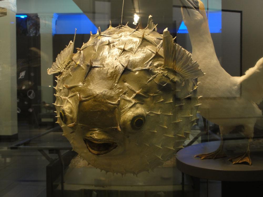 Nova Zelandija Sever (18)