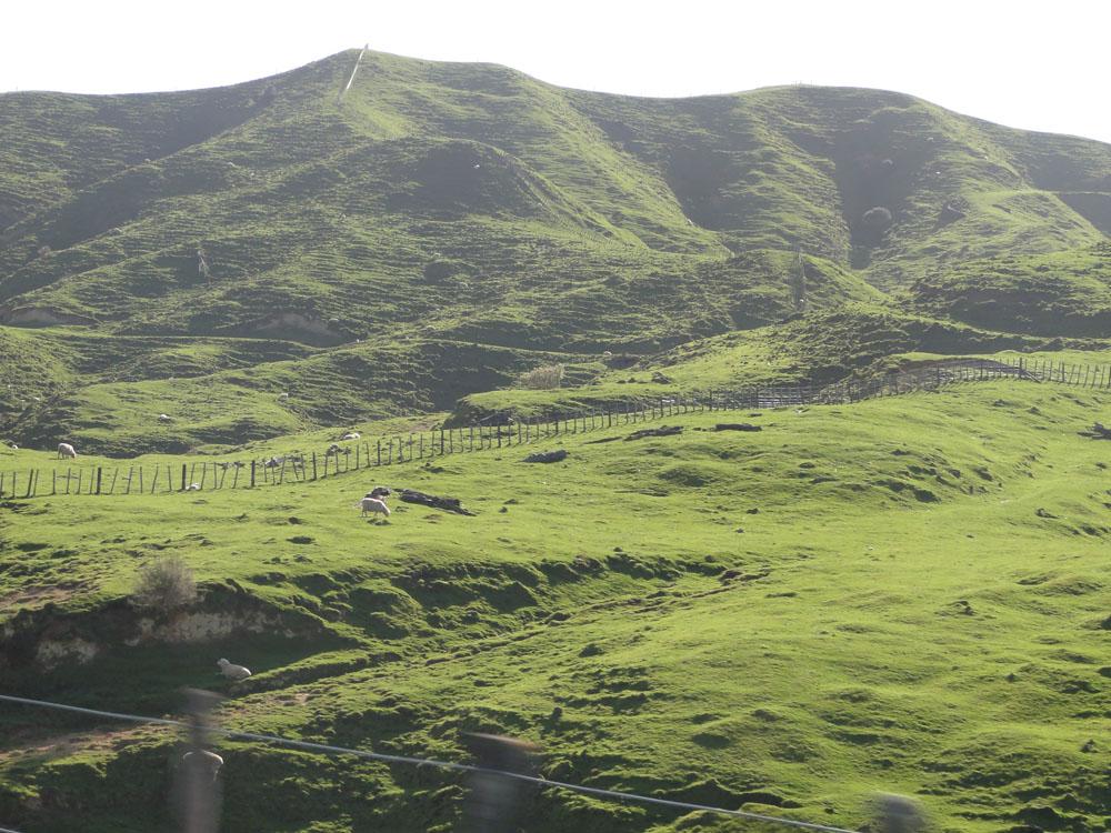 Nova Zelandija Sever (182)