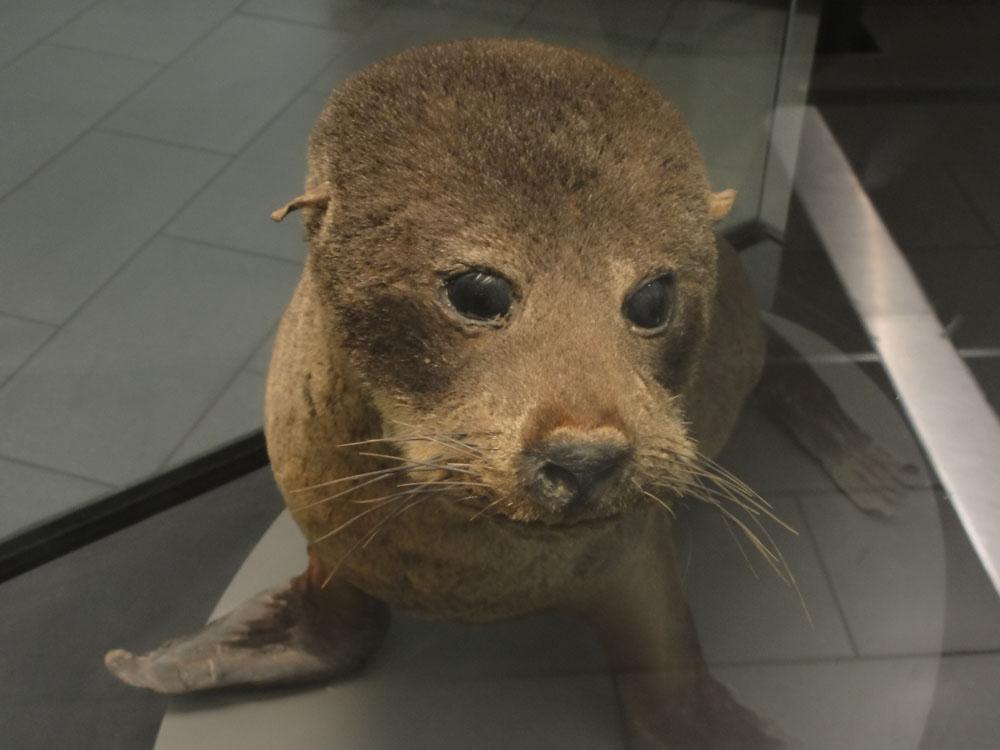 Nova Zelandija Sever (19)