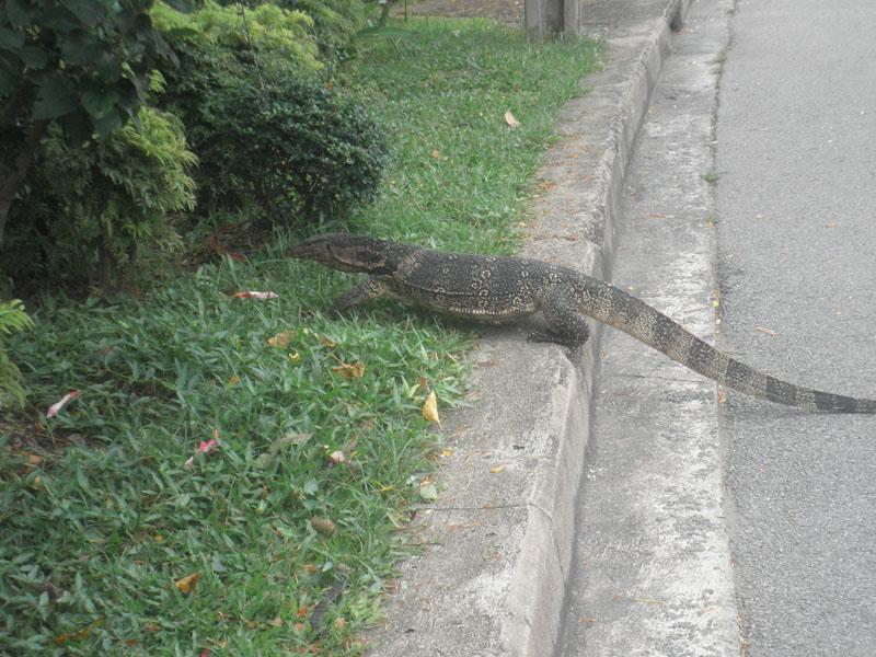 8 (65)