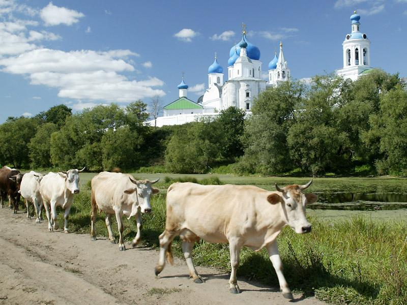 BogolyubovoMonasteryWithCows