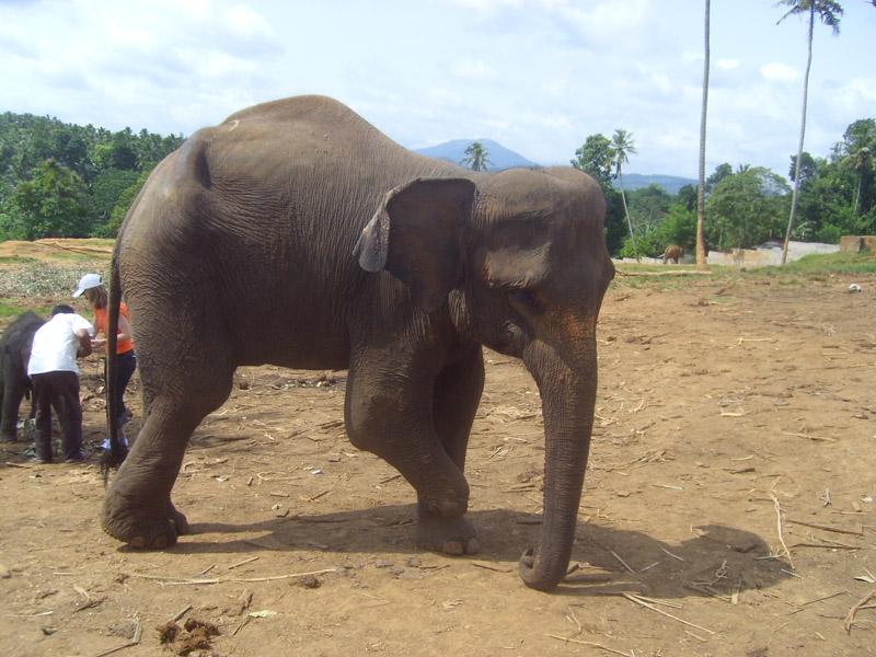 Šri Lanka, maj 2008 040