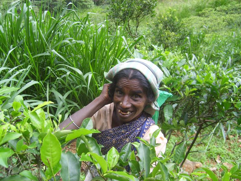 Šri Lanka, maj 2008 182