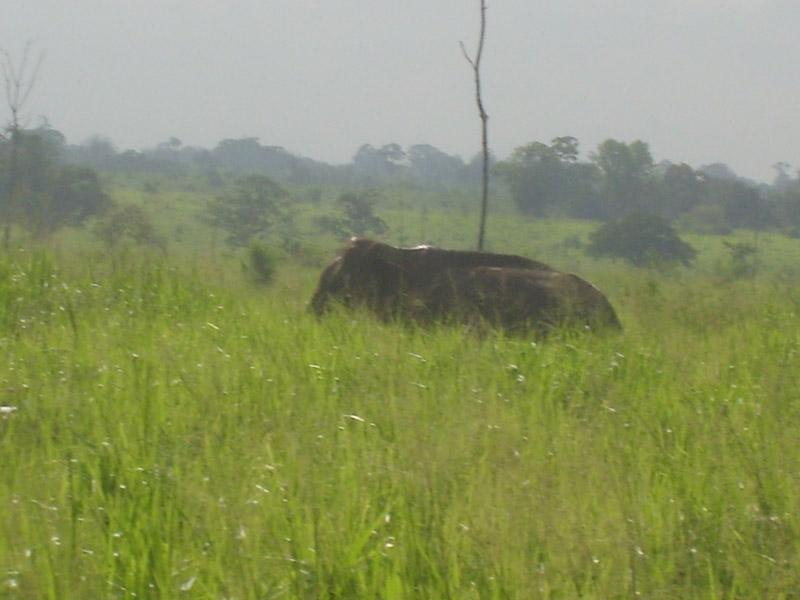 Šri Lanka, maj 2008 231