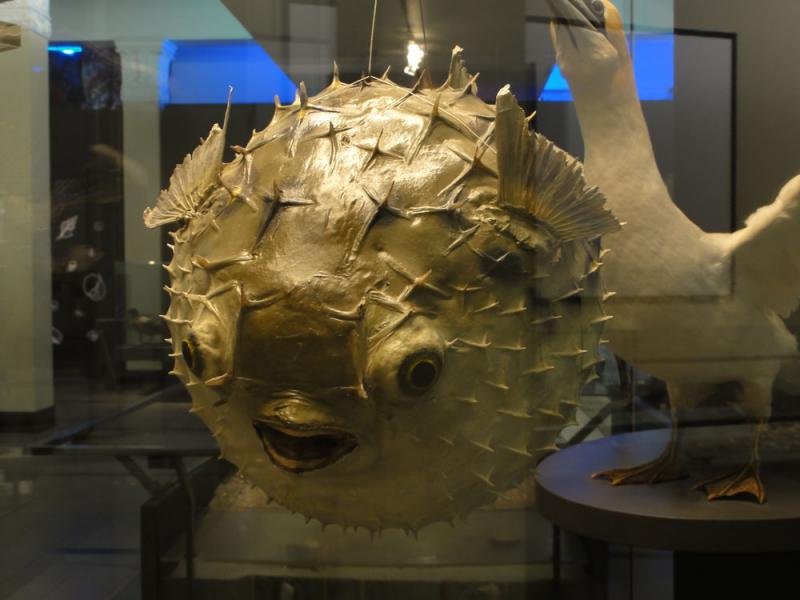 Nova Zelandija Sever (18)