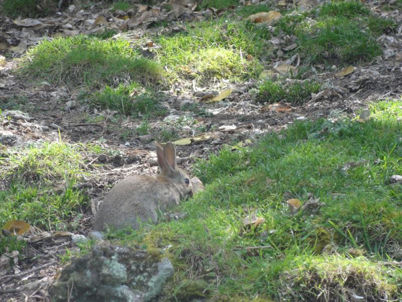 Nova Zelandija Sever (63)