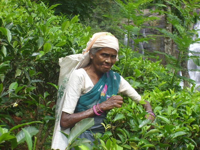 Šri Lanka, maj 2008 178