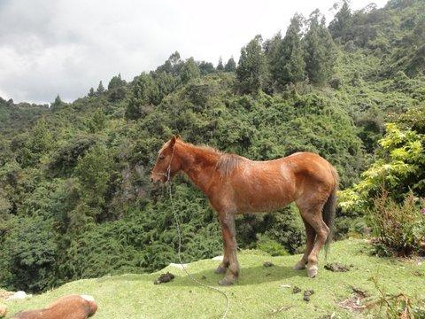2 Bogota (94)
