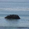 Pot od SF to LA 2014